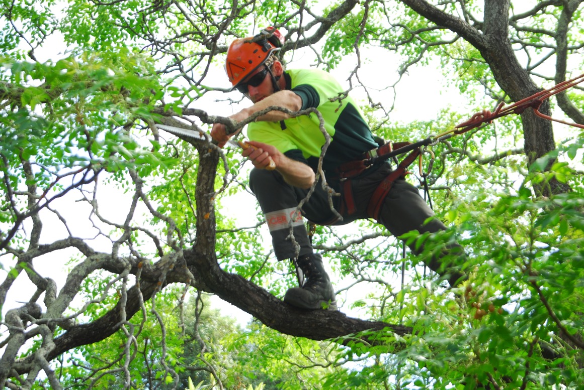 Precision Pruning: Expert Tree Trimming Services