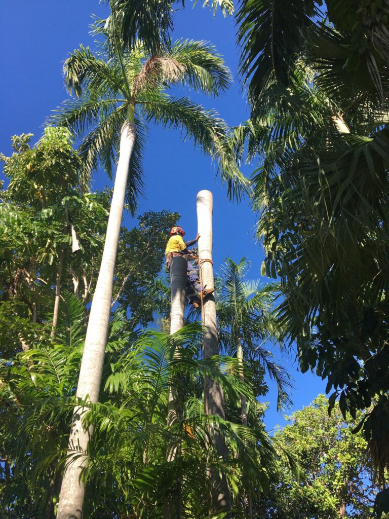 tree removal darwin