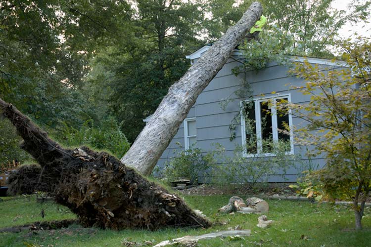 Tree Damage